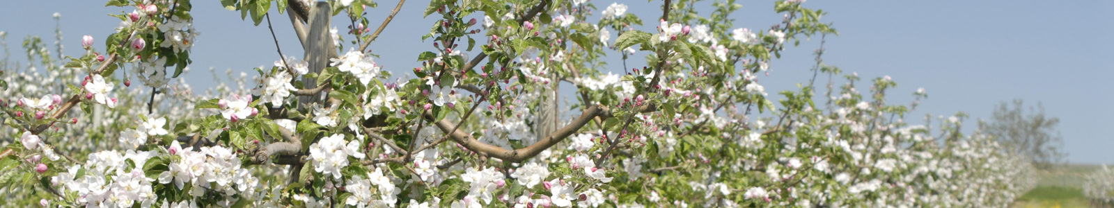 Blühende Obstbäume ©DLR